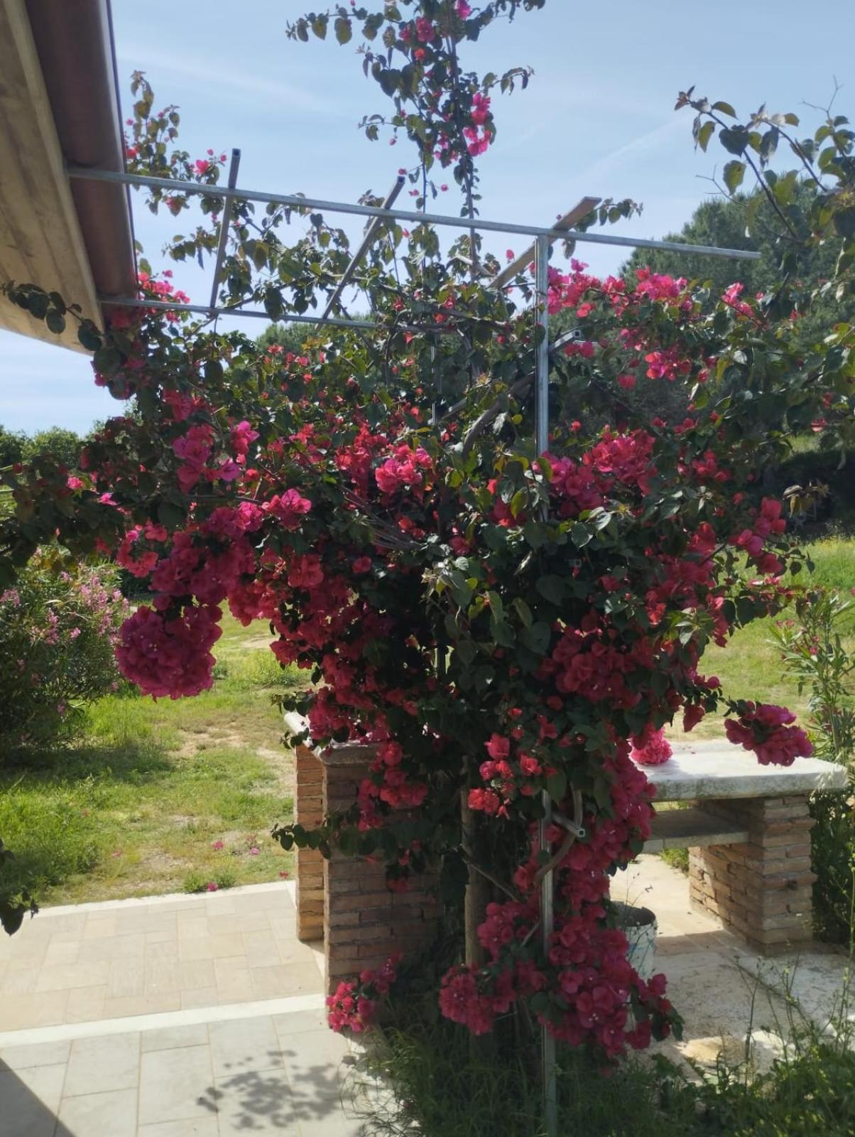 Appartamenti Mirella Capoliveri  Luaran gambar